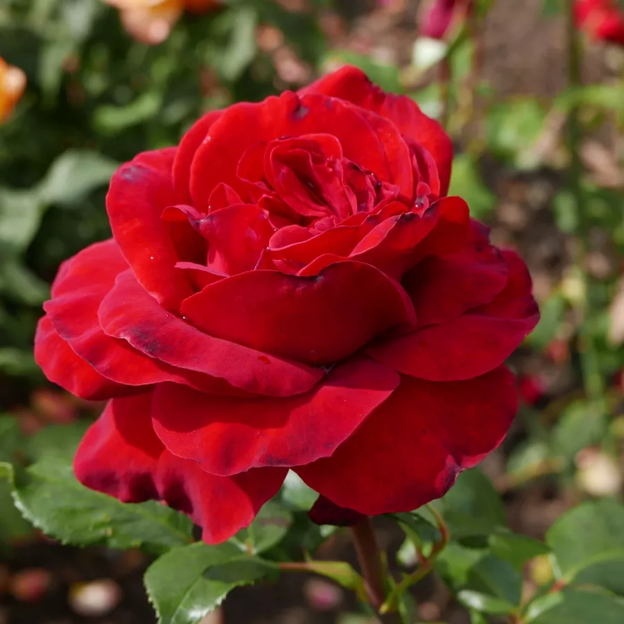 Róża bez zapachu - Róża - Red Nostalgie - sadzonki róż sklep internetowy - online