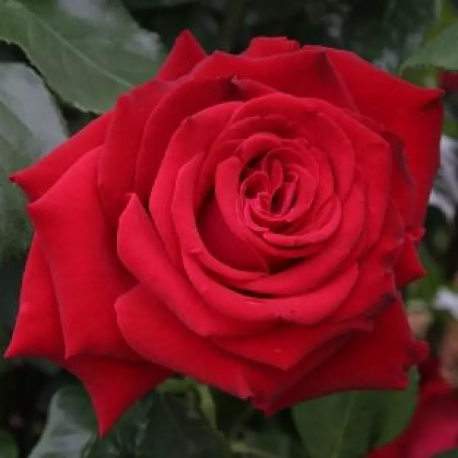 Hybrydowa róża herbaciana - Róża - Red Nostalgie - sadzonki róż sklep internetowy - online