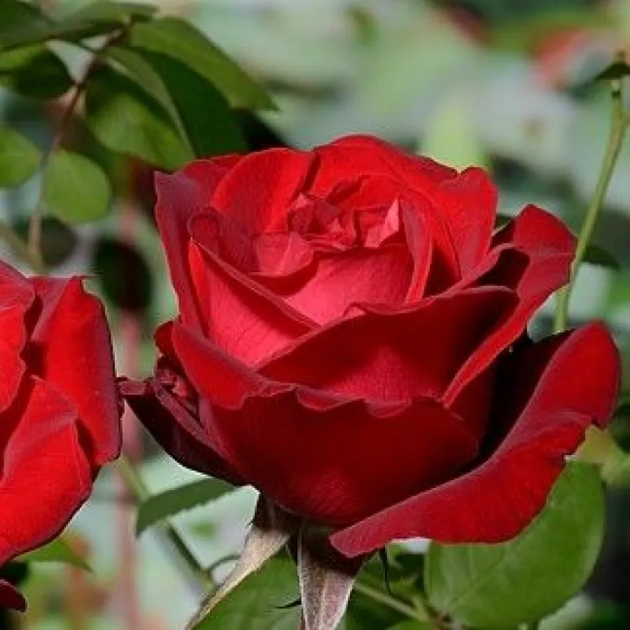 šaličast - Ruža - Red Nostalgie - sadnice ruža - proizvodnja i prodaja sadnica
