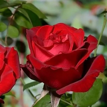 Rosa Red Nostalgie - dunkelrot - edelrosen - teehybriden