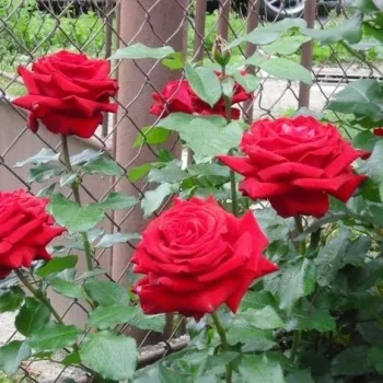 Rojo - rosales híbridos de té   (80-100 cm)