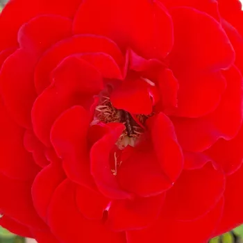 Rózsa kertészet - vörös - teahibrid rózsa - nem illatos rózsa - Red Nostalgie - (80-100 cm)