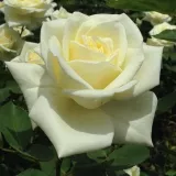 Fehér - teahibrid rózsa - Online rózsa vásárlás - Rosa Stella Polare - nem illatos rózsa