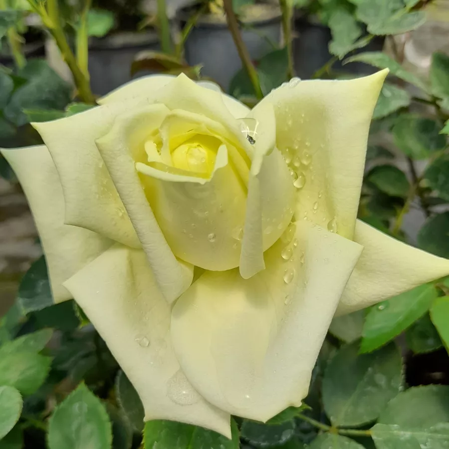 Fehér - Rózsa - Stella Polare - Online rózsa rendelés