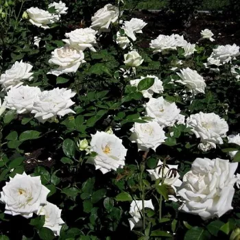 Fehér - teahibrid rózsa   (90-100 cm)