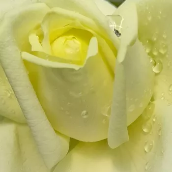 Online rózsa kertészet - fehér - nem illatos rózsa - Stella Polare - teahibrid rózsa - (90-100 cm)