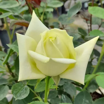 Rosa Stella Polare - bijela - hibridna čajevka