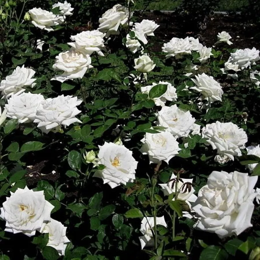 Tömvetelt virágú - Rózsa - Stella Polare - online rózsa vásárlás