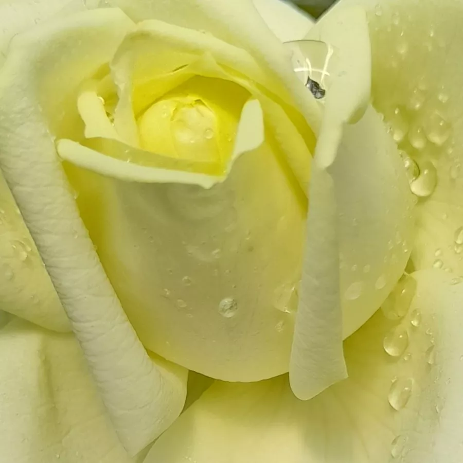 Csúcsos - Rózsa - Stella Polare - online rózsa vásárlás
