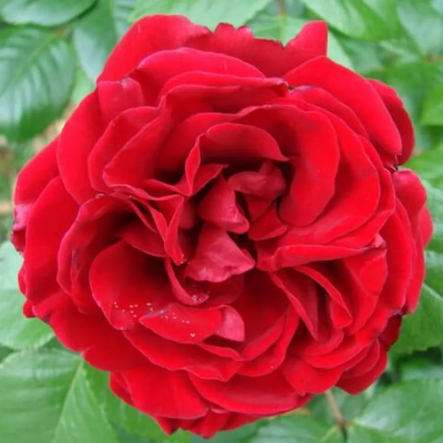 Dunkelrot - Rosen - Kortello - rosen online kaufen