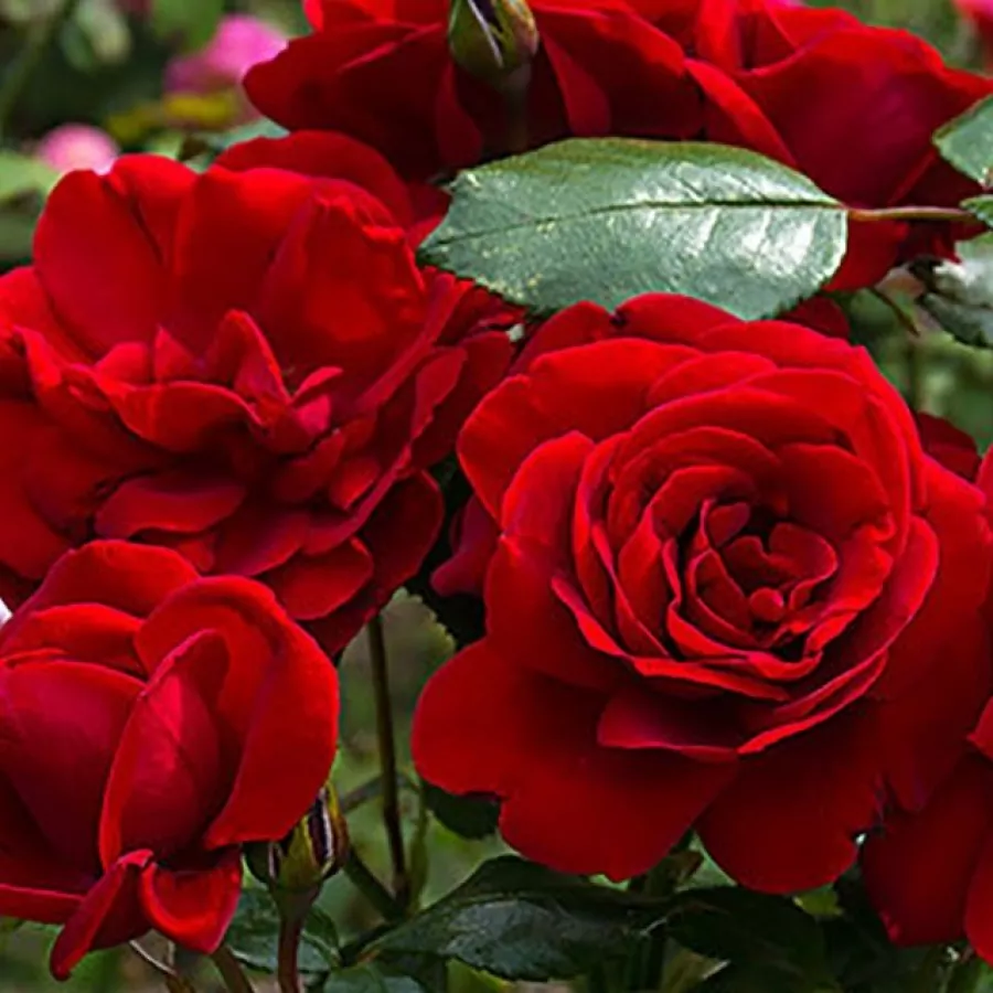 Róża parkowa - Róża - Kortello - sadzonki róż sklep internetowy - online