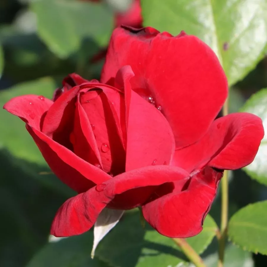 Vörös - Rózsa - Kortello - online rózsa vásárlás