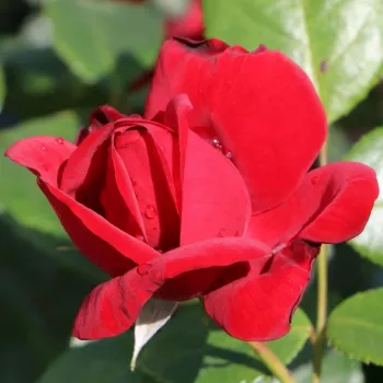 Rosa Kortello - vörös - parkrózsa