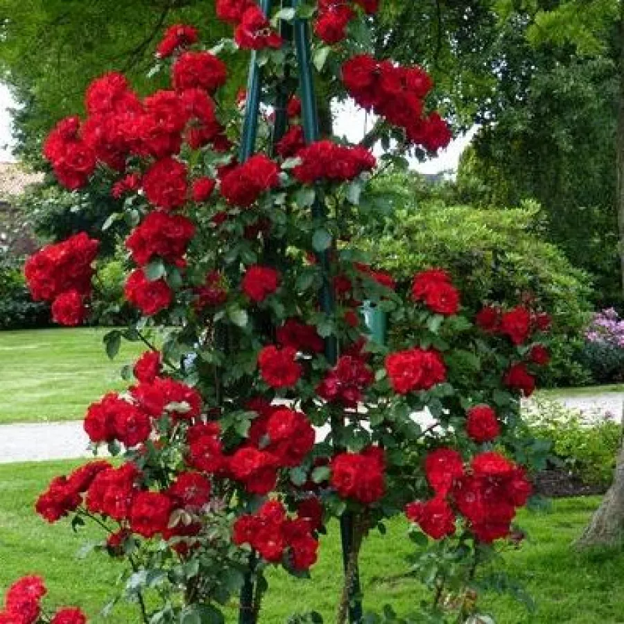 Tömvetelt virágú - Rózsa - Kortello - online rózsa vásárlás