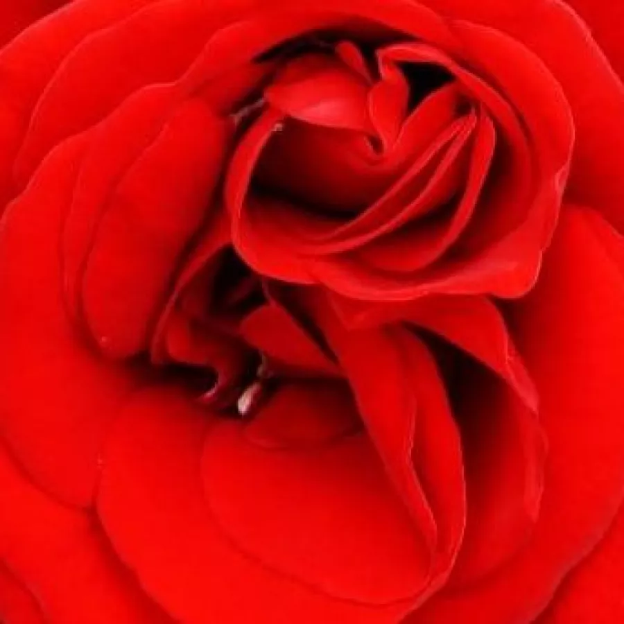 Reimer Kordes - Róża - Kortello - sadzonki róż sklep internetowy - online