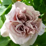 Fehér - climber, futó rózsa - Online rózsa vásárlás - Rosa Aschermittwoch - diszkrét illatú rózsa - pézsmás aromájú