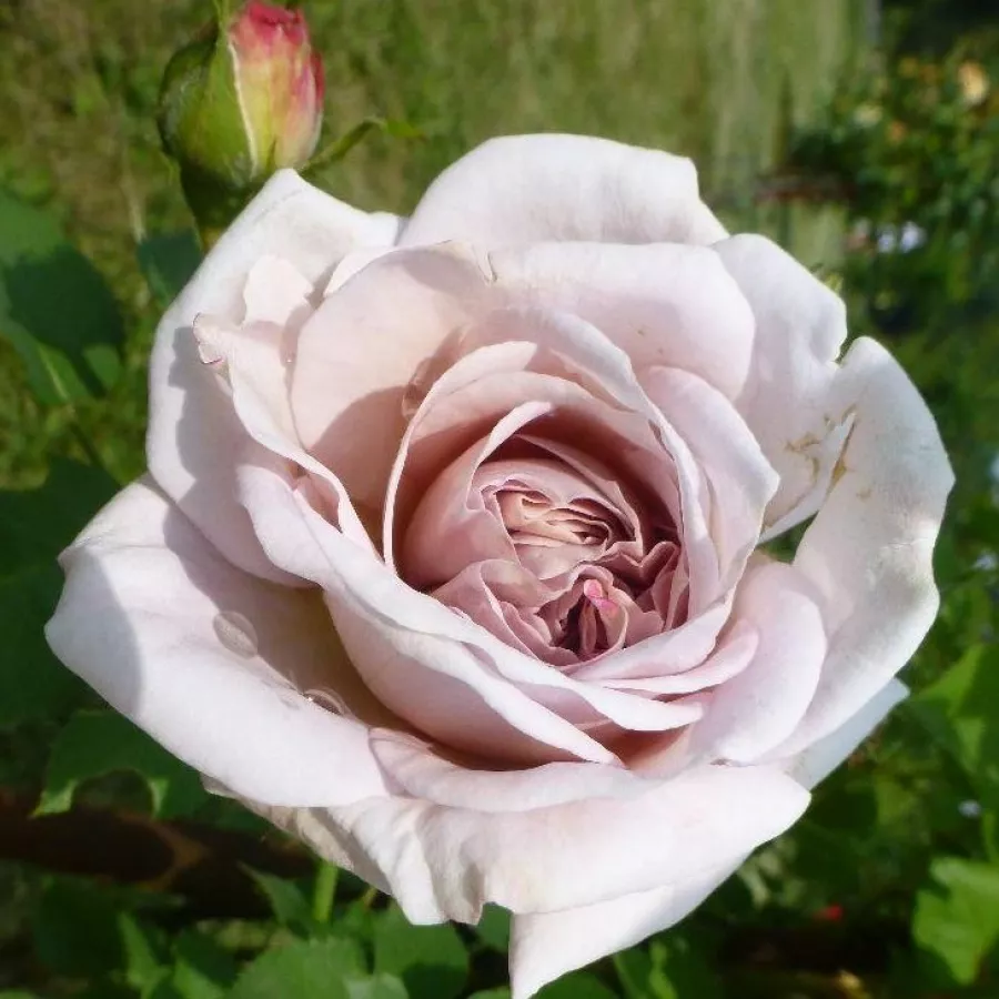 Fehér - Rózsa - Aschermittwoch - Online rózsa rendelés