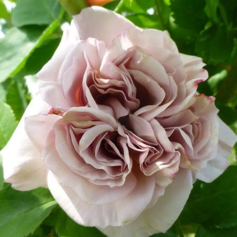 Blanco - Rosa - Aschermittwoch - rosal de pie alto