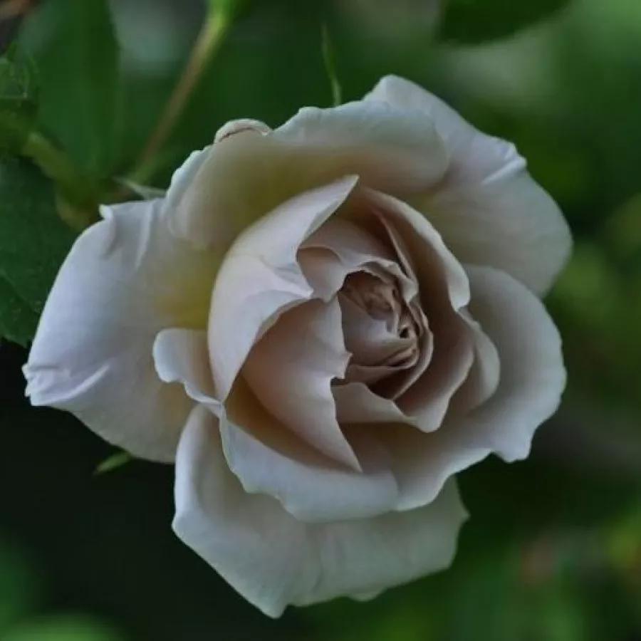 As - Rosa - Aschermittwoch - rosal de pie alto