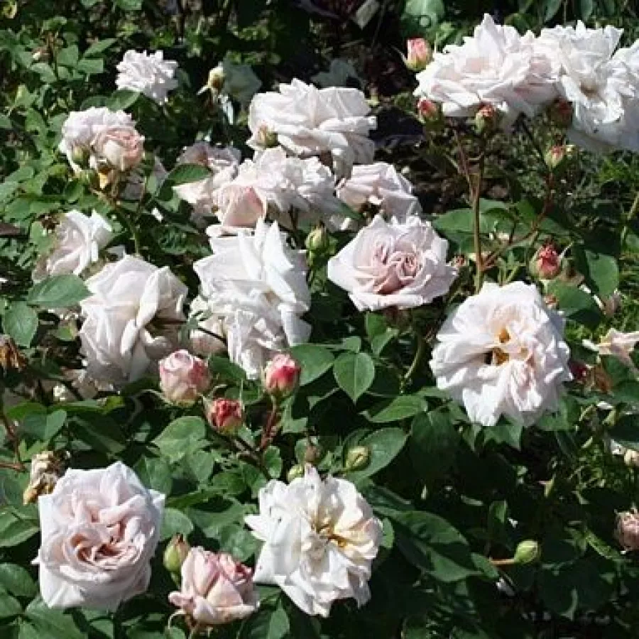 Bukietowe - Róża - Aschermittwoch - sadzonki róż sklep internetowy - online