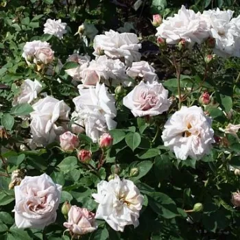 Fehér - rózsaszín árnyalat - climber, futó rózsa - diszkrét illatú rózsa - pézsmás aromájú