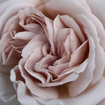 Online rózsa kertészet - fehér - climber, futó rózsa - diszkrét illatú rózsa - pézsmás aromájú - Aschermittwoch - (350-550 cm)