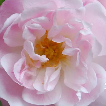 Rózsák webáruháza. - rózsaszín - történelmi - sempervirens rózsa - Belvedere - intenzív illatú rózsa - mangó aromájú - (300-400 cm)