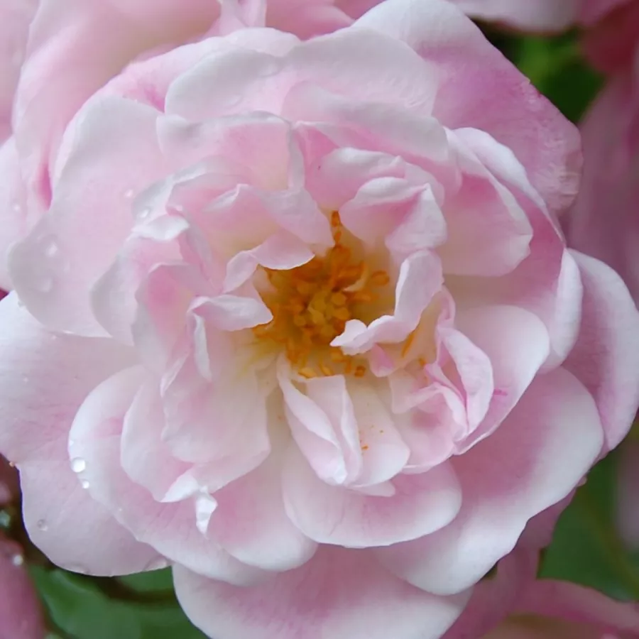 Sempervirens vrtnice - Roza - Belvedere - Na spletni nakup vrtnice