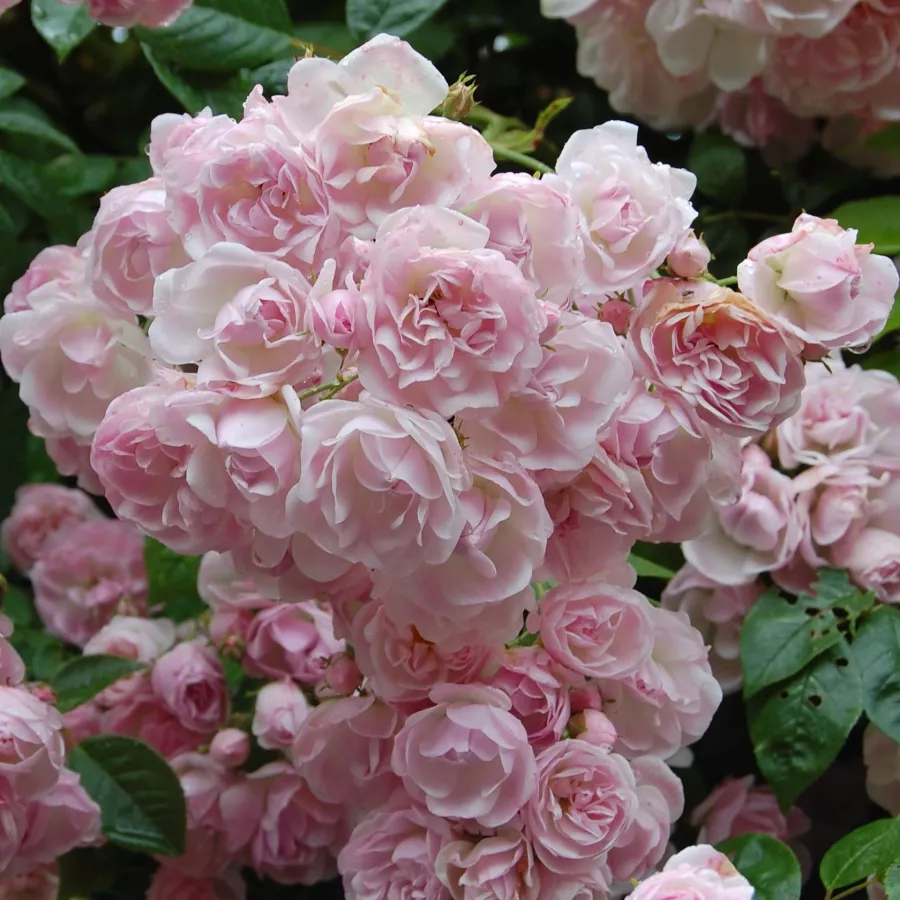 Różowy - Róża - Belvedere - Szkółka Róż Rozaria