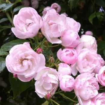 Rosa Belvedere - roz - Trandafiri Sempervirens
