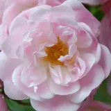 Stromčekové ruže - ružová - Rosa Belvedere - intenzívna vôňa ruží - mango aróma