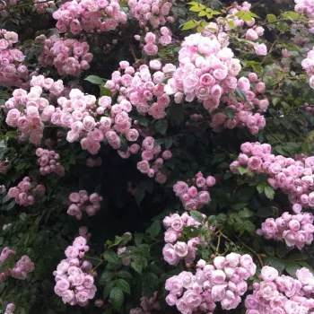 Rosa claro - rosales antiguos - sempervirens - rosa de fragancia intensa - mango