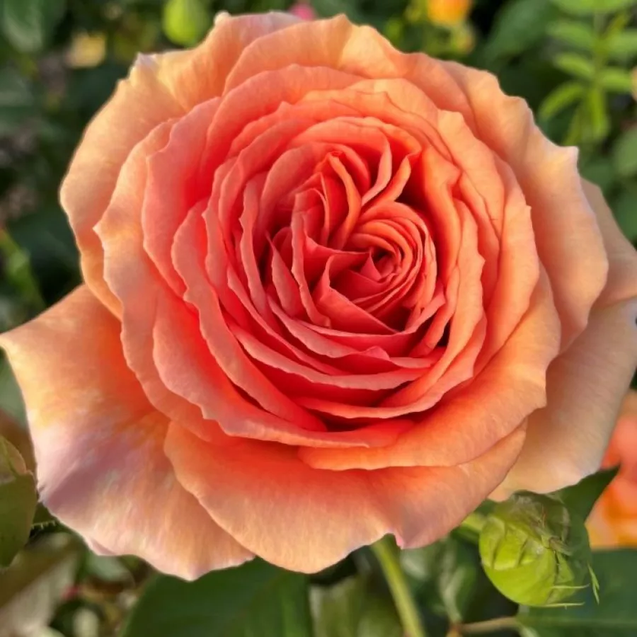 Naranja - Rosa - King David - comprar rosales online