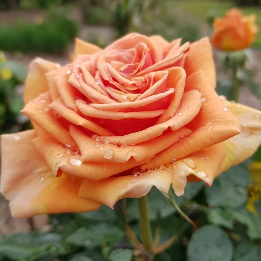 Teahibrid rózsa - Rózsa - King David - kertészeti webáruház