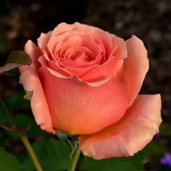 Rosa King David - oranžna - vrtnice čajevke