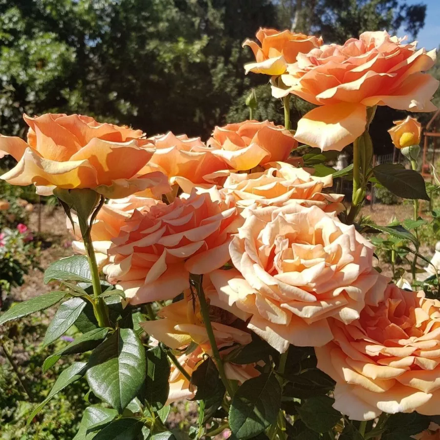VRTNICE ČAJEVKE - Roza - King David - vrtnice - proizvodnja in spletna prodaja sadik