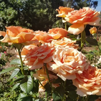 Jasnopomarańczowy - hybrydowa róża herbaciana - umiarkowanie pachnąca róża - zapach jabłka