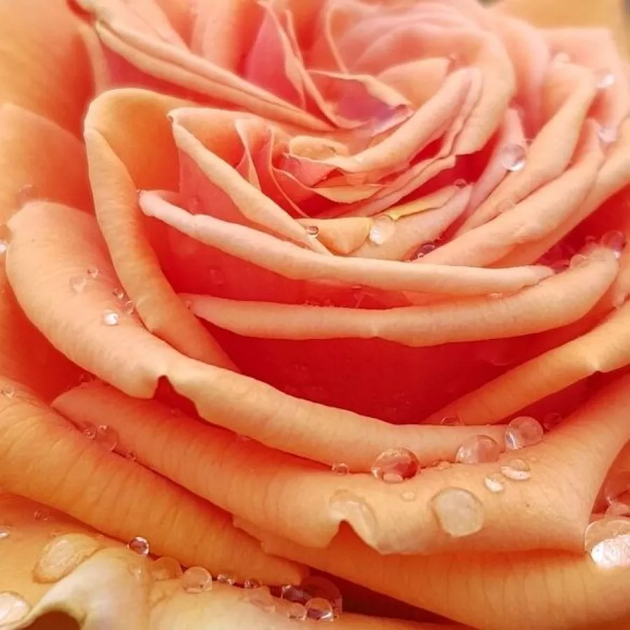 Hans Jürgen Evers - Róża - King David - sadzonki róż sklep internetowy - online