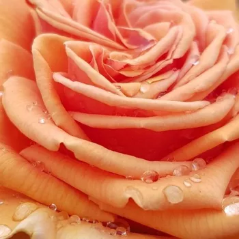Online rózsa vásárlás - narancssárga - King David - teahibrid rózsa - közepesen illatos rózsa - alma aromájú - (90-100 cm)