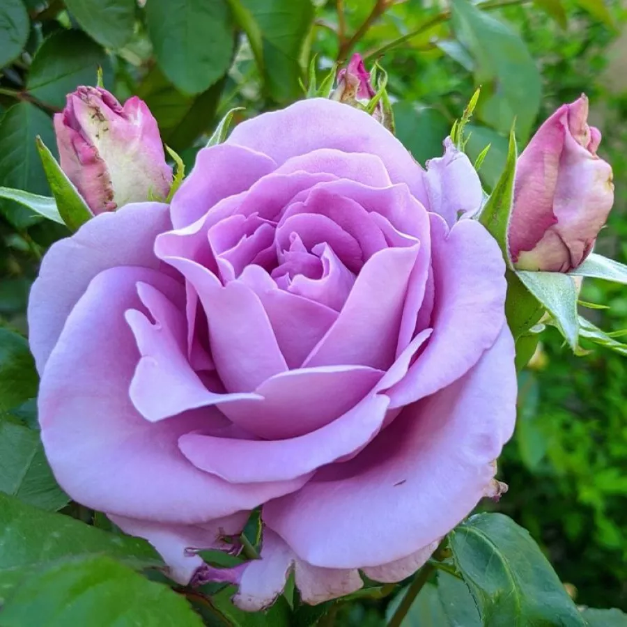 Róża o intensywnym zapachu - Róża - Indigoletta - sadzonki róż sklep internetowy - online