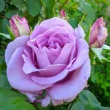Climber, futó rózsa - intenzív illatú rózsa - vanilia aromájú - kertészeti webáruház - Rosa Indigoletta - lila