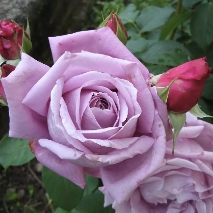 Climber, vrtnica vzpenjalka - Roza - Indigoletta - vrtnice - proizvodnja in spletna prodaja sadik