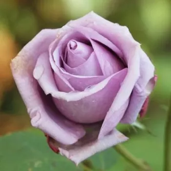 Rosa Indigoletta - fioletowy - climber, róża pnąca