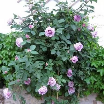 Lila - climber, futó rózsa - intenzív illatú rózsa - vanilia aromájú