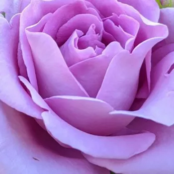 Web trgovina ruža - climber, penjačica - ruža intenzivnog mirisa - aroma vanijlije - Indigoletta - ljubičasta - (250-300 cm)