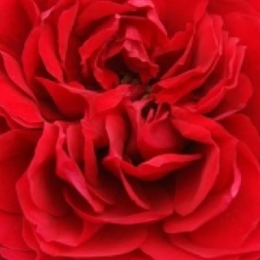 Large-Flowered Climber - Rosa - Noa92199 - Comprar rosales online