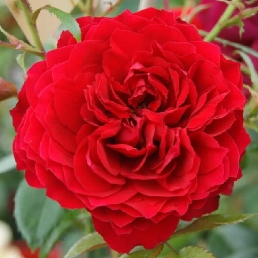 Rojo - Rosa - Noa92199 - rosal de pie alto