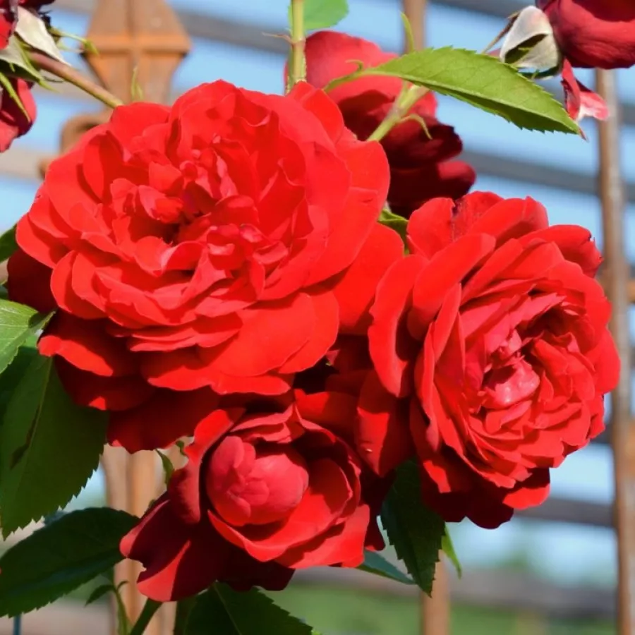 Climber, róża pnąca - Róża - Draco - sadzonki róż sklep internetowy - online