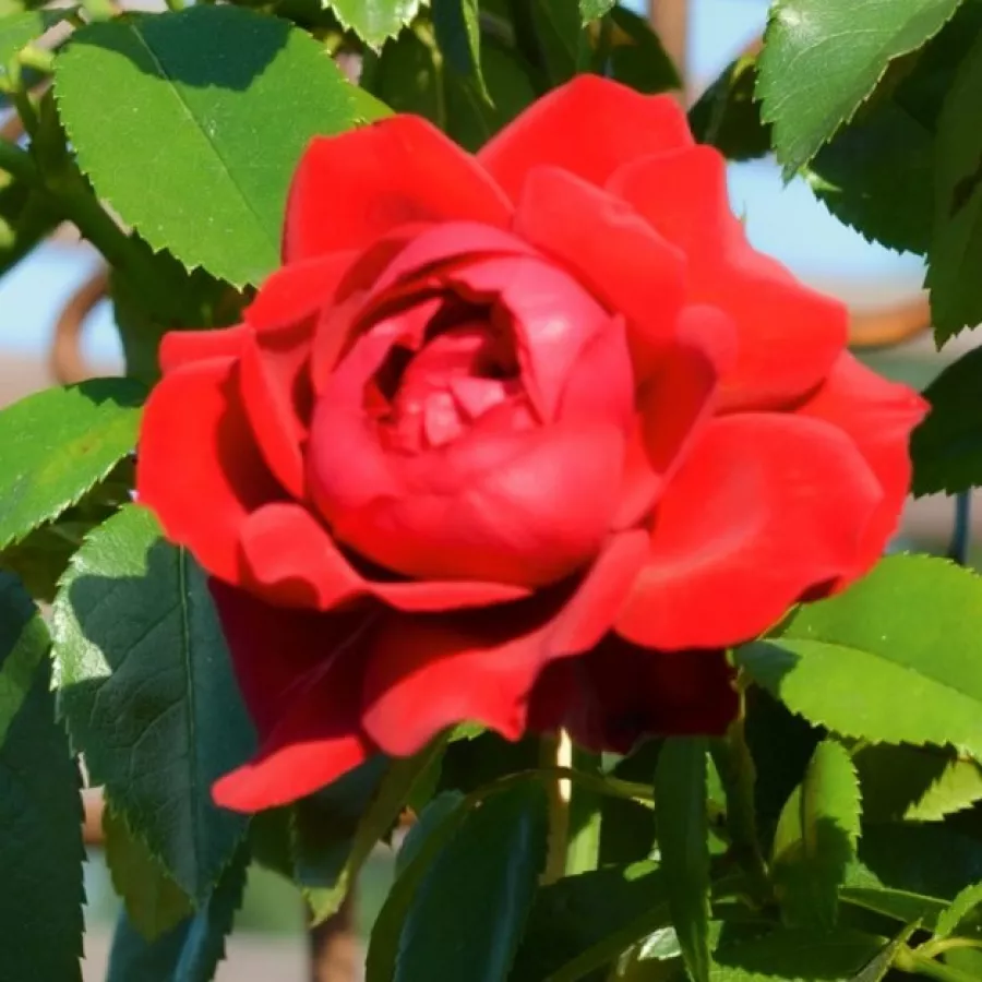 Filiżankowy - Róża - Draco - sadzonki róż sklep internetowy - online