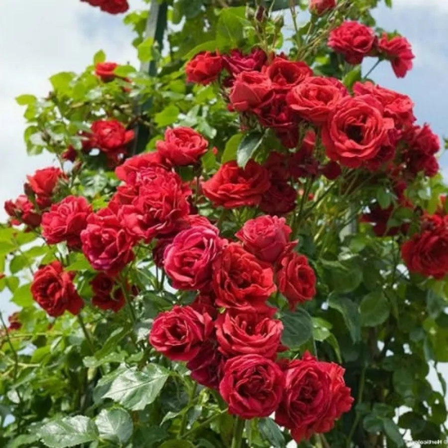 VRTNICE PLEZALKE IN VZPENJALKE - Roza - Draco - vrtnice - proizvodnja in spletna prodaja sadik